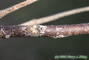 Gymnocladus dioica
