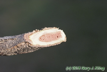 Gymnocladus dioica