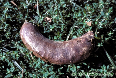 Gymnocladus dioica