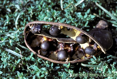 Gymnocladus dioica