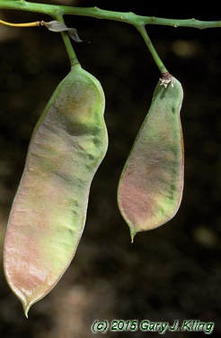 Gymnocladus dioica