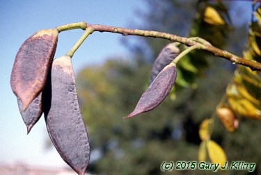 Gymnocladus dioica