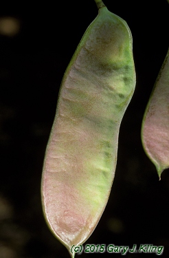 Gymnocladus dioica