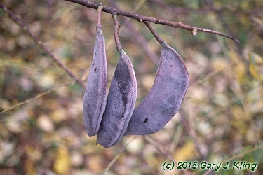 Gymnocladus dioica