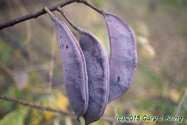 Gymnocladus dioica