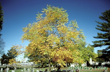 Gymnocladus dioica