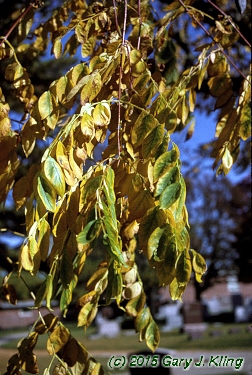 Gymnocladus dioica