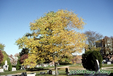 Gymnocladus dioica