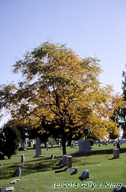 Gymnocladus dioica