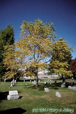 Gymnocladus dioica