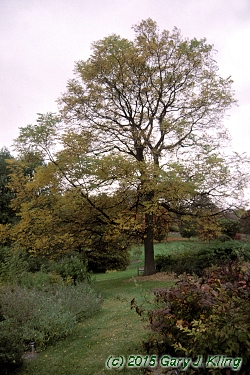 Gymnocladus dioica