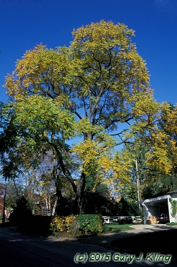 Gymnocladus dioica