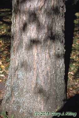 Gymnocladus dioica