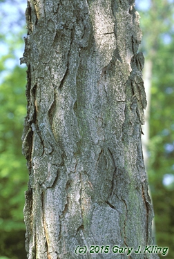 Gymnocladus dioica