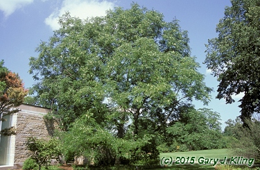 Gymnocladus dioica