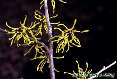 Hamamelis x intermedia 'Arnold's Promise'