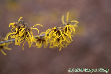 Hamamelis x intermedia 'Arnold's Promise'