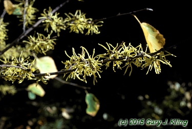 Hamamelis virginiana