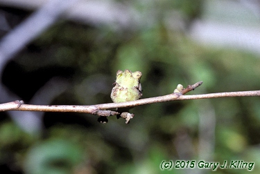 Hamamelis virginiana