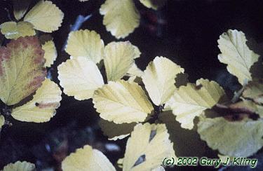 Hamamelis virginiana
