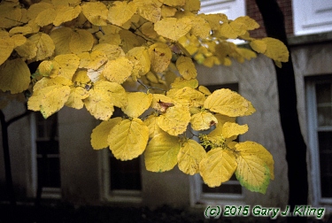 Hamamelis virginiana