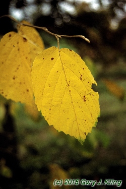 Hamamelis virginiana