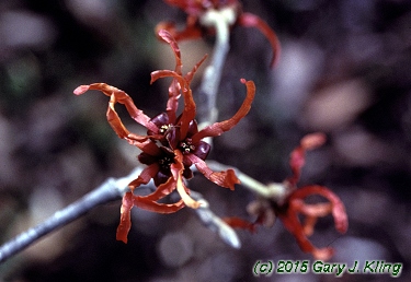 Hamamelis x intermedia 'Diane'