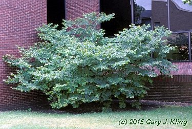 Hamamelis virginiana