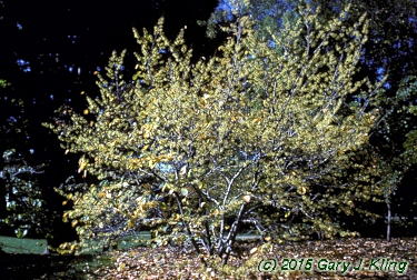 Hamamelis virginiana