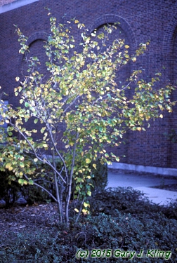 Hamamelis virginiana