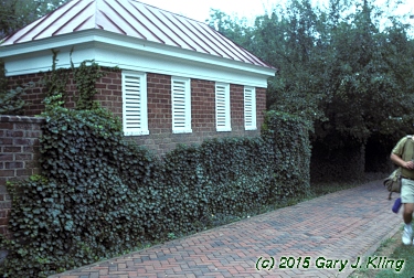 Hedera helix