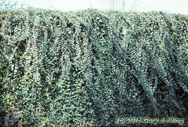 Hedera helix