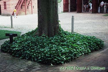 Hedera helix
