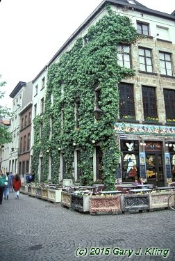 Hedera helix