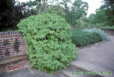 Hedera helix