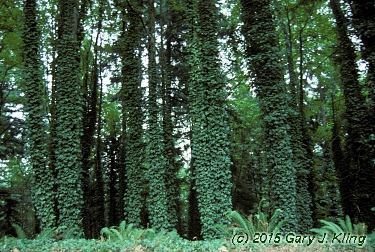 Hedera helix
