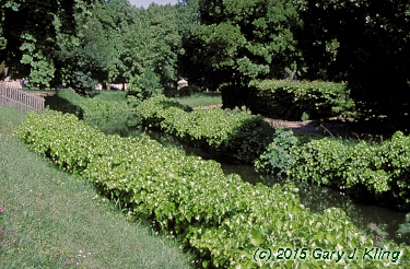 Hedera helix