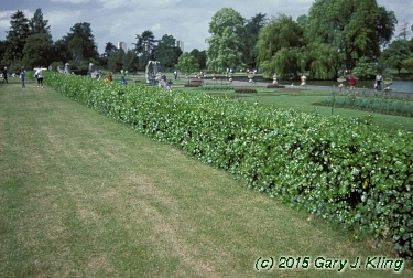 Hedera helix