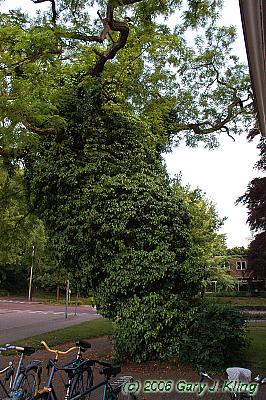 Hedera helix