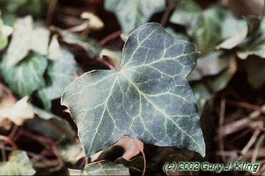 Hedera helix