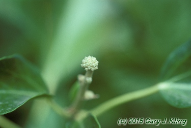 Hedera helix