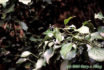 Hedera helix