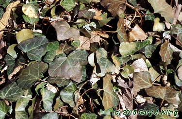 Hedera helix