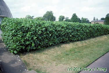 Hedera helix