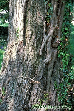 Hedera helix