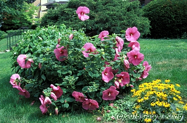 Hibiscus rosa-sinensis