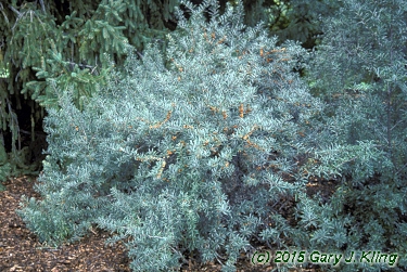Hippophae rhamnoides