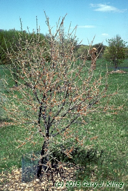 Hippophae rhamnoides