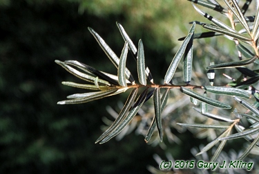 Hippophae rhamnoides
