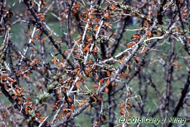 Hippophae rhamnoides